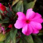 Impatiens hawkeri VAR. ramosa 6000 Seeds
