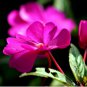 Impatiens hawkeri VAR. ramosa 6000 Seeds