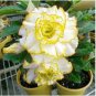 Desert Rose Yellow Double Flowers 4 Seeds
