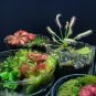 Giant Dionaea Muscipula Carnivorous Plants Fly Clip 200 Seeds