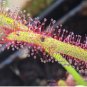 Giant Dionaea Muscipula Carnivorous Plants Fly Clip 200 Seeds