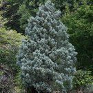 Cypress Trees Conifer Blue Ice Arizon Exotic Cypress Tree Garden 200 Seeds