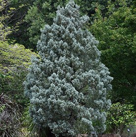 Cypress Trees Conifer Blue Ice Arizon Exotic Cypress Tree Garden 200 Seeds