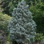 Cypress Trees Conifer Blue Ice Arizon Exotic Cypress Tree Garden 200 Seeds