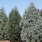 Cypress Trees Conifer Blue Ice Arizon Exotic Cypress Tree Garden 200 Seeds