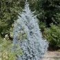 Cypress Trees Conifer Blue Ice Arizon Exotic Cypress Tree Garden 200 Seeds