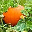 Sweet Big Pumpkin 40 Seeds