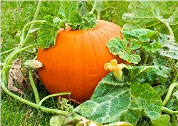 Sweet Big Pumpkin 40 Seeds