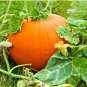 Sweet Big Pumpkin 40 Seeds