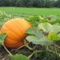 Sweet Big Pumpkin 40 Seeds