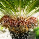Japan Cycas Indoor Drawf 20 Seeds