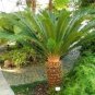 Japan Cycas Indoor Drawf 20 Seeds