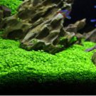 Aquarium Grass Water Aquatic Plant Family 2000 Seeds