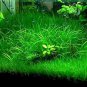 Aquarium Grass Water Aquatic Plant Family 2000 Seeds