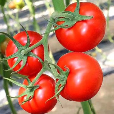 Premium 'China Veggies No.4' Tomatoes 400 Seeds