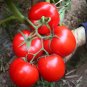 Premium 'China Veggies No.4' Tomatoes 400 Seeds