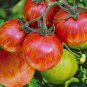Red Zebra Tomatoes 400 Seeds