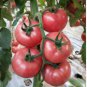 'Fluffy Pink 802' Tomatoes 400 Seeds