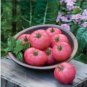 'Fluffy Pink 802' Tomatoes 400 Seeds