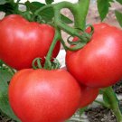 'Vintage Elegance' Red-Pink Tomatoes 400 Seeds