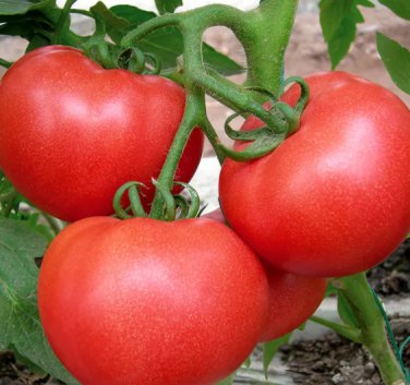 'Vintage Elegance' Red-Pink Tomatoes 400 Seeds