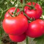 'Vintage Elegance' Red-Pink Tomatoes 400 Seeds