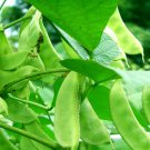 Hyacinth Bean for a Flourishing Garden 20 Seeds