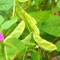 Hyacinth Bean for a Flourishing Garden 20 Seeds
