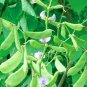 Hyacinth Bean for a Flourishing Garden 20 Seeds