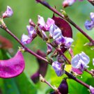 Early-Maturing Hyacinth Bean 20 Seeds
