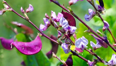 Early-Maturing Hyacinth Bean 20 Seeds