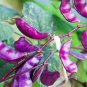 Early-Maturing Hyacinth Bean 20 Seeds