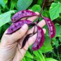 Early-Maturing Hyacinth Bean 20 Seeds