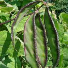 Hyacinth Bean in Purple and Green 20 Seeds