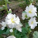 Alcea 'Chaste White' 200 Seeds