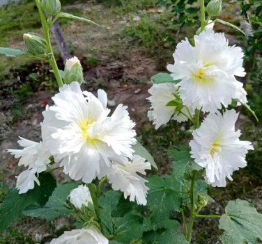 Alcea 'Chaste White' 200 Seeds