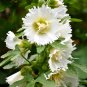 Alcea 'Chaste White' 200 Seeds