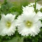 Alcea 'Chaste White' 200 Seeds