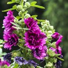 Alcea 'Queeny Purple' 200 Seeds