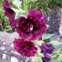 Alcea 'Queeny Purple' 200 Seeds