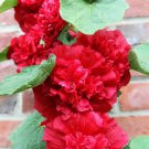 Alcea 'Nostalgia Red' 200 Seeds