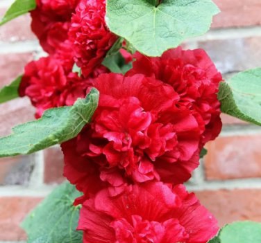 Alcea 'Nostalgia Red' 200 Seeds