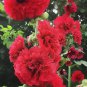 Alcea 'Nostalgia Red' 200 Seeds