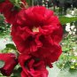 Alcea 'Nostalgia Red' 200 Seeds