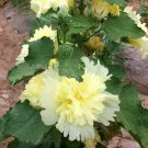 Alcea 'Junle Lemon' 200 Seeds