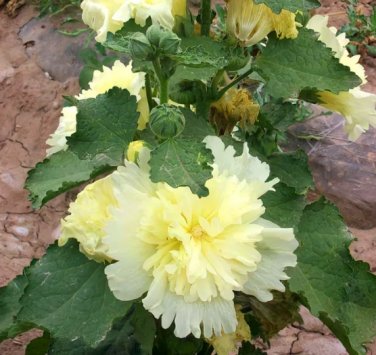 Alcea 'Junle Lemon' 200 Seeds