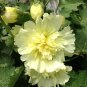 Alcea 'Junle Lemon' 200 Seeds