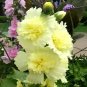 Alcea 'Junle Lemon' 200 Seeds