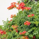 Chinese Trumpet Vine - Campsis grandiflora 200 Seeds