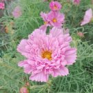 Cosmos bipinnatus 'Double Click Rose Bonbon' 200 Seeds